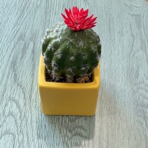 Home Decor - Yellow Potted Catctus with Vibrant Red Bloom and Small Pebbles